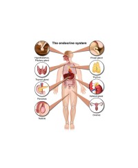 Hormone/ Glandular Support