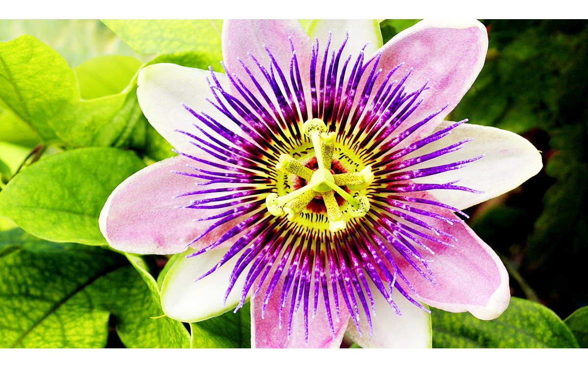 Passiflora Drops - Helps You Relax and Sleep Better