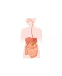 Digestion & Detox
