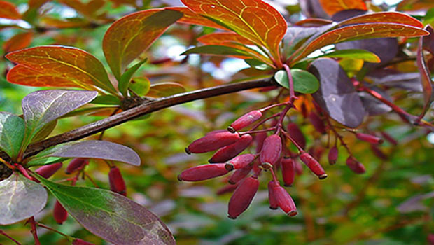 Impressive Health Benefits of Barberry Root - Berberis vulgaris