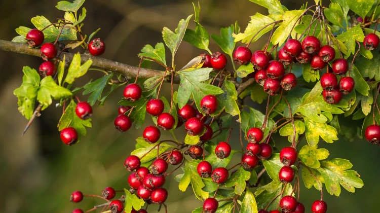 Hawthorn (Crataegus oxyacantha) benefits for cardiovascular health