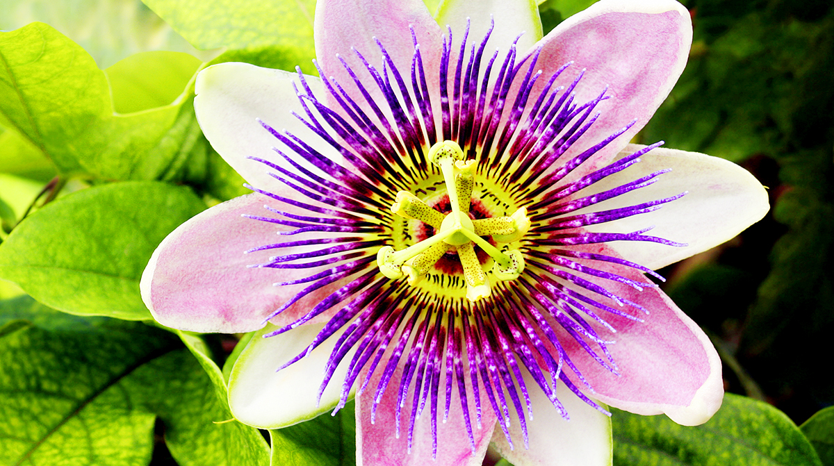 Passiflora Drops - Helps You Relax and Sleep Better